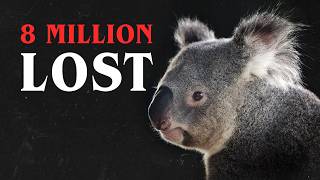 Why Australia Hates Koalas