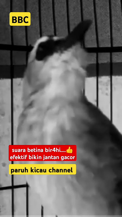 suara betina bir4hi efektif bikin jantan gacor ropel panjang #shorts #shortsvideo