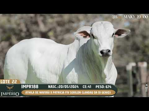 LOTE 22
