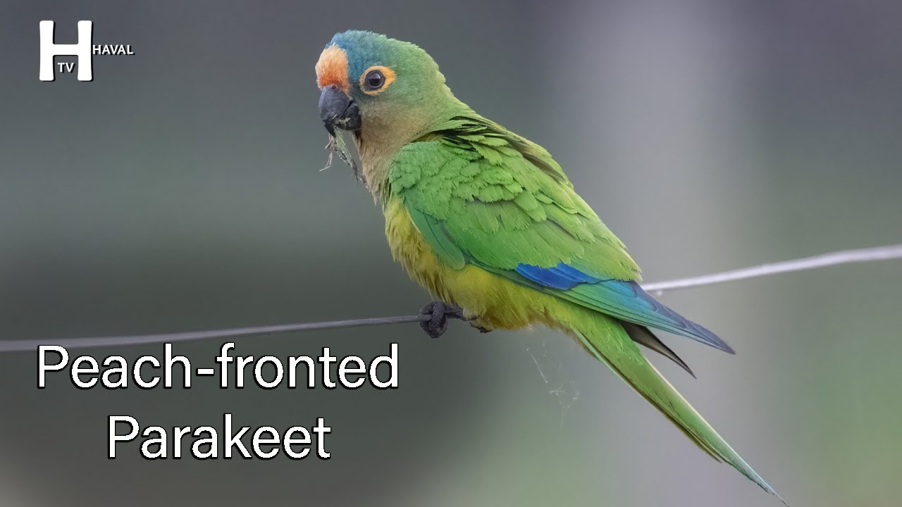 Peach fronted Parakeet Bird Sounds YouTube