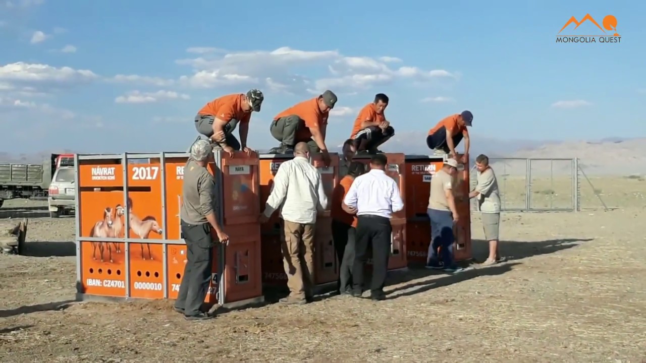 TAKHI-Wild horse, Mongolia