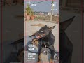 my dog in Punjabi song #dogpower # viral # photo