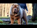 THE 10 SHEPHERD DOG BREEDS (Most Underrated)