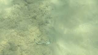 Magnificent Snake Eel - Maui, Hawaii 02/07/21