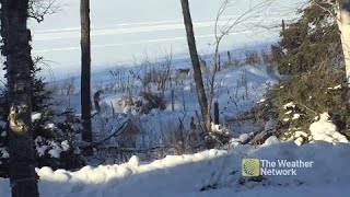 'I've never seen one', RARE sighting of the travelling LYNX