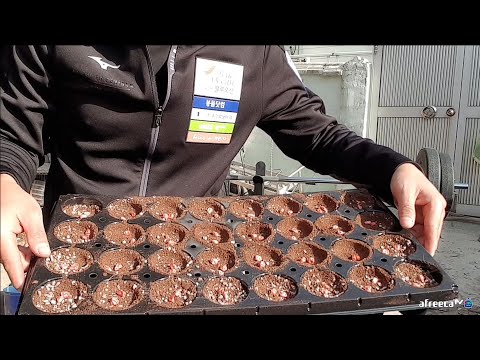 초당옥수수 파종부터 정식(아주심기)까지~