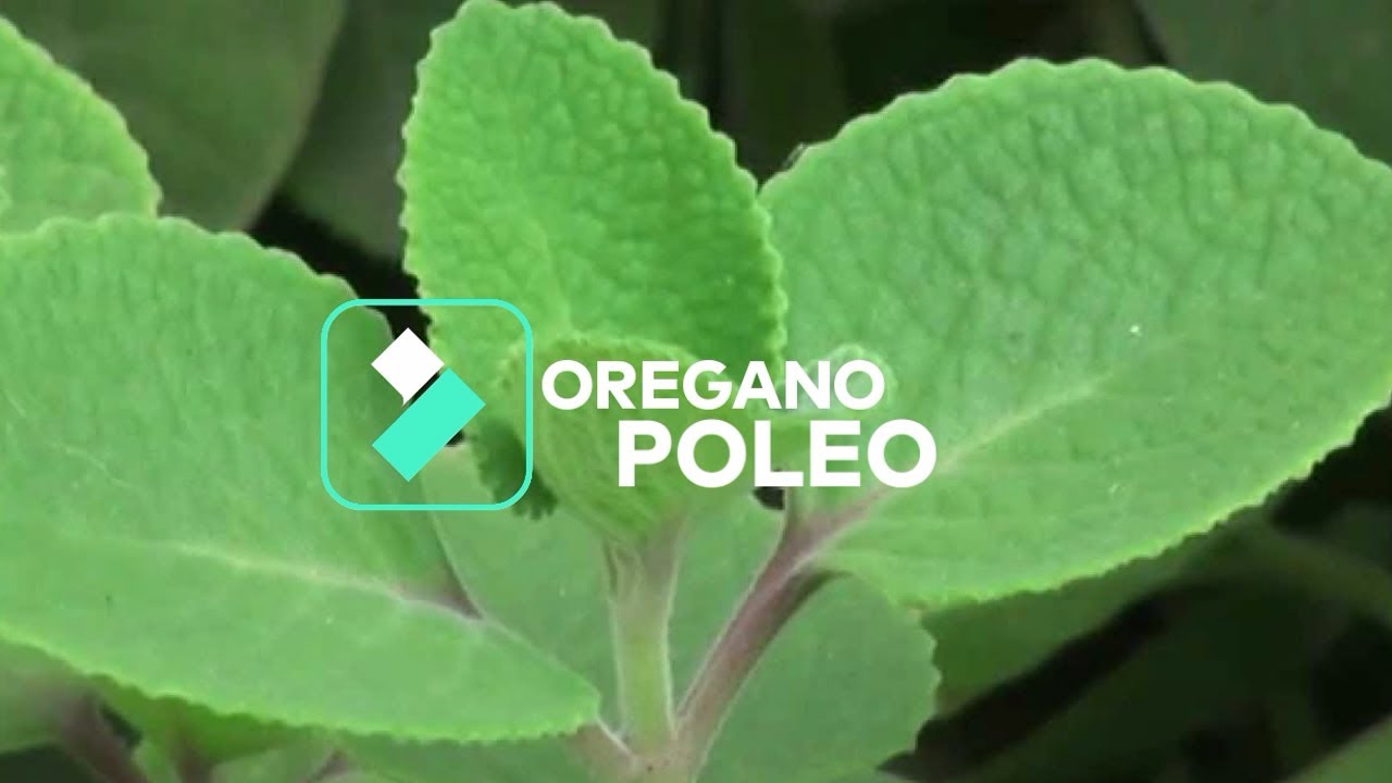 EL OREGANO POLEO PLANTA MILAGROSA Y SUS PROPIEDADES YouTube