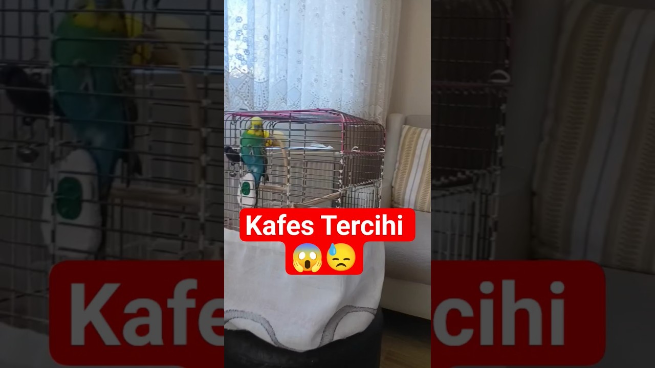 Villa Varken Gecekondu Neden? #muhabbetkuşu #birdsong #talkingparot #birds #budgies #parakeet