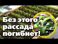 ЗАКАЛИВАНИЕ РАССАДЫ. ДВА СПОСОБА ДЛЯ ЗДОРОВЫХ И КРЕПКИХ РАСТЕНИЙ