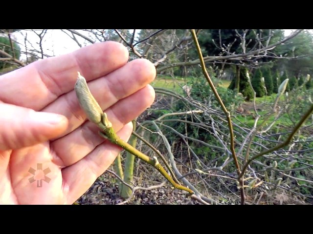 - BO GDY MAGNOLIE NA WIOSNĘ ZAKWITNĄ