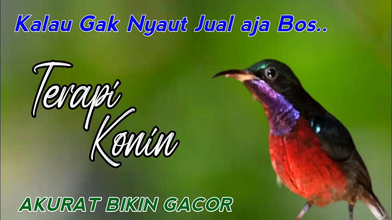 Cuma Diam ? ini AKURAT Bikin GACOR ! Terapi KONIN ijoan Agar Langsung Bunyi