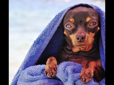 Vídeo: Olhos Inchados Em Cães: Sintomas, Causas E Tratamentos