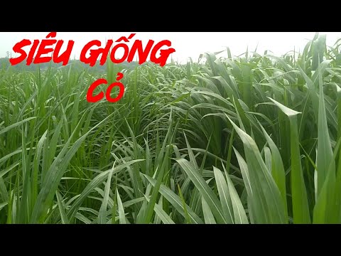 Video: Cỏ Nào Cao Nhất