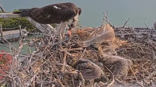 Captiva Osprey Cam | Elder brother does not give a single chance to the younger brother to eat fish.