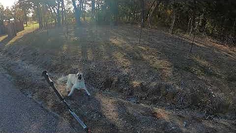 Dog Attack with Amputee Cyclist Aaron Smith of Gainesville near Callisburg, TX 11/27/2023