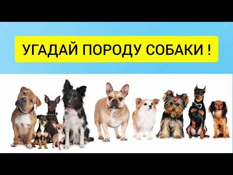 Видео: Угадай породу собак