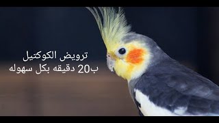 ترويض طائر الكوكتيل ب20 دقيقة بكل سهولة #كوكتيل  #كروان #ترويض