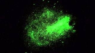 M17 Swan Nebula at 90X thru Image Intensifier in Real-Time