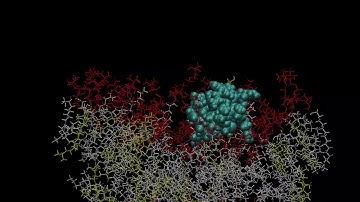 Artificial designed cell penetrating peptide goes through the membrane