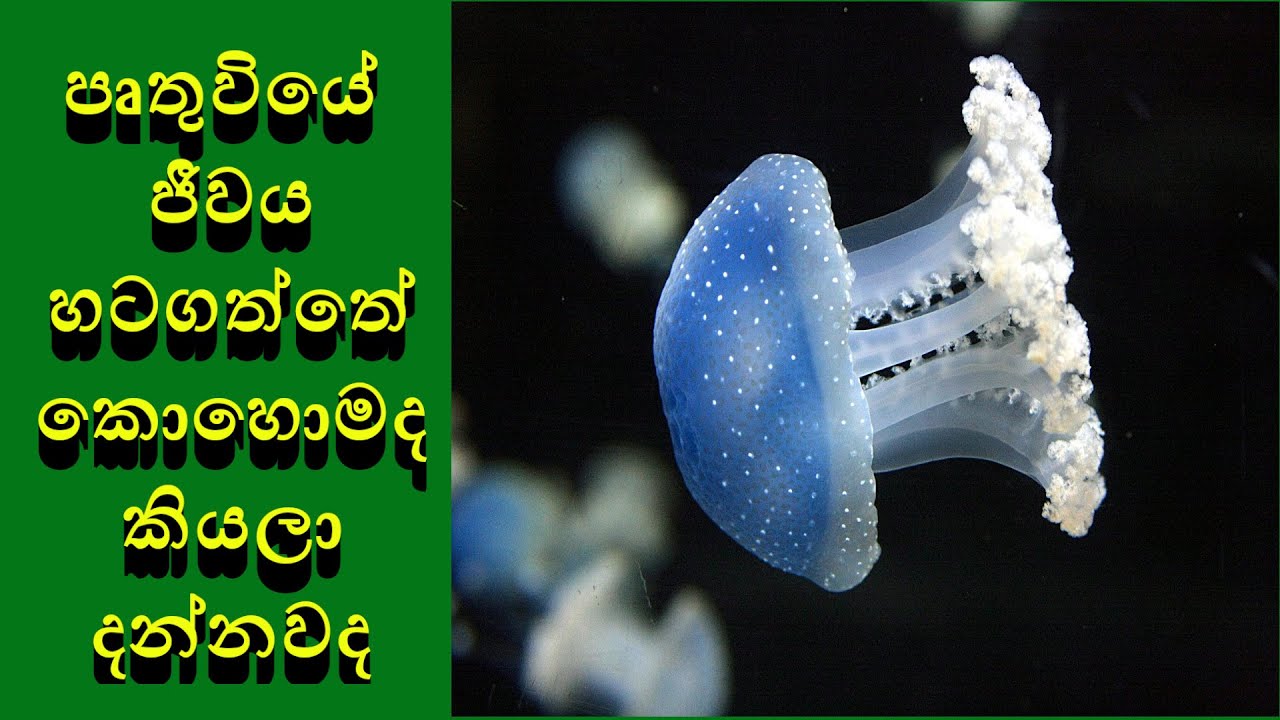 how-did-life-originate-on-earth-life-orginate-the-origin-of-life