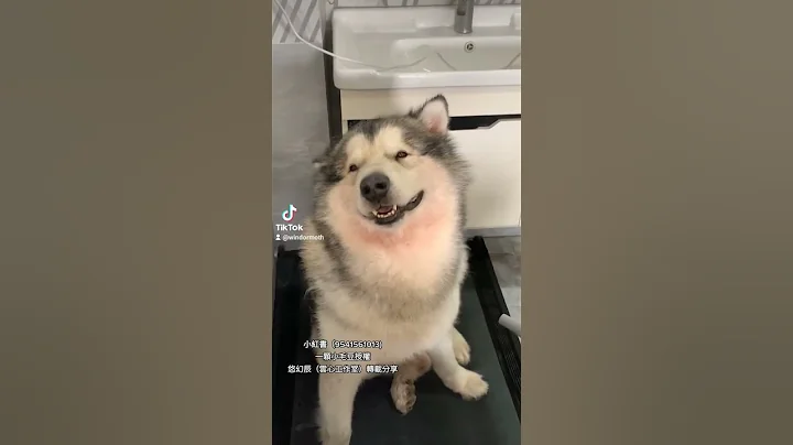 吹到狗狗舒服，笑的好幸福喔😆 学习心善气度大，欢迎分享给更多人。 小红书（9541561013)一颗小毛豆授权悠幻辰（云心工作室）转载分享 #小红书  - 天天要闻