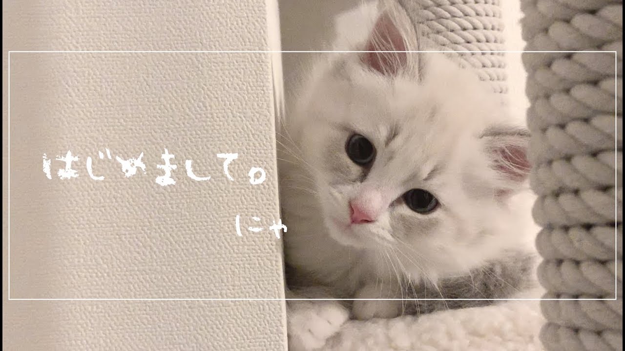 猫 サイベリアンの子猫がめちゃくちゃかわいい Youtube