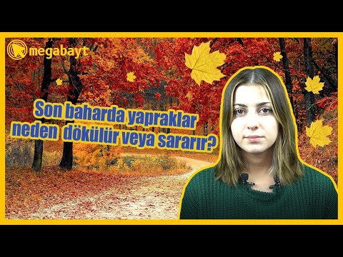 Video: Güneydoğu'da Sonbahar Yapraklarının En Yoğun Dönemleri