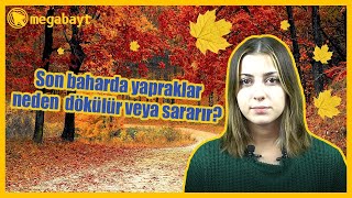 Sonbaharda Yapraklar Neden Renk Değiştirir?