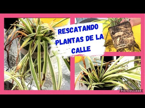 Video: Resolución de problemas de una planta araña con hojas amarillas - Reparación de hojas amarillas en plantas araña