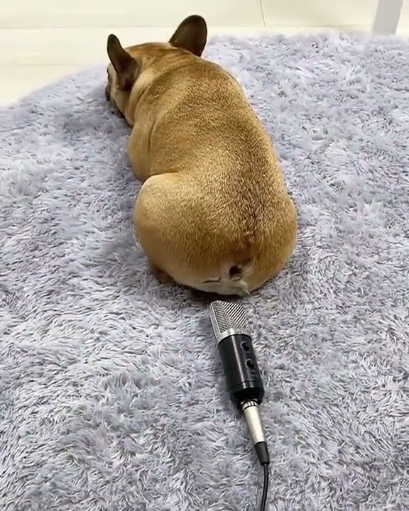 🤣🤣🤣..ANJING KENTUT dan KAGET