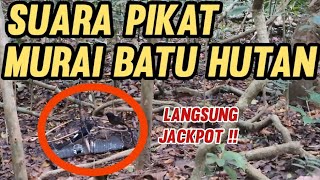 Suara PIKAT MURAI BATU HUTAN