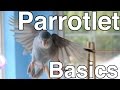 Parrotlet Care For Beginners | Topics