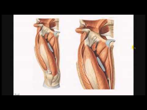 camera iphone 8 plus apk Muslo