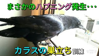 【まさかのハプニング】カラスの巣立ち訓練中にまさかの事態に カラスも人もビビりまくる 20180506、カラス