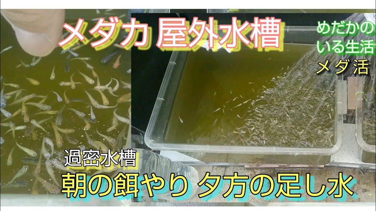 メダカ メダ活 屋外水槽 餌やり 足し水 過密飼育 実践中 5月8日 Youtube