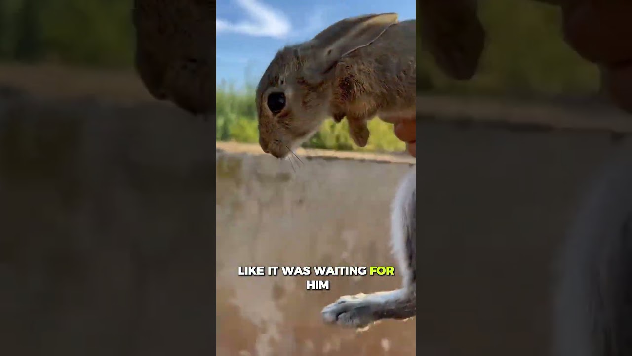 He Saved the Rabbit… But It Wasn’t What He Thought 