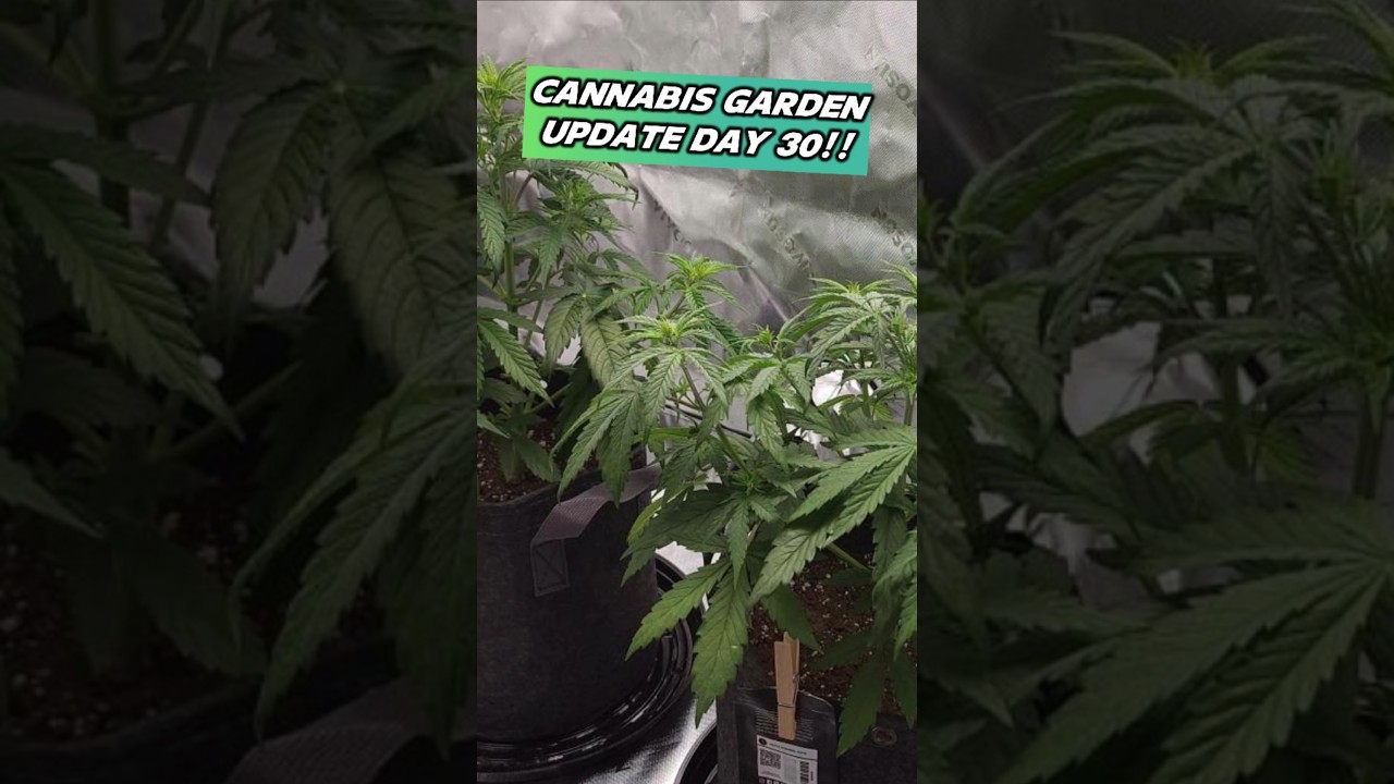 Cannabis Garden Update Day 30 for These Two AUTOFLOWER Cannabis Plants!!