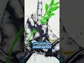 جدارية بباريس تنادي بحرية الأسير الفلسطيني مروان البرغوثي نجومي