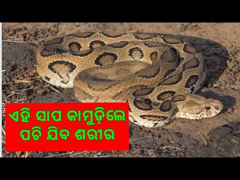 camera iphone 8 plus apk ଚନ୍ଦନ ବୋଡ଼ା | Russell's Viper Snake Rescued By MPB From Home