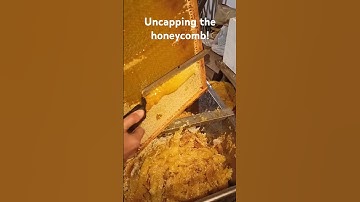 The process of uncapping the honeycomb 🐝