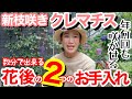 【クレマチス花後作業】新枝咲きクレマチスを年3、4回咲かせるための重要作業2つ✌️/ 数分で出来る作業なら、やらなきゃ損!!️/ 6株を実際にお手入れ/ 幼株を一気に大きくする裏技も実践【ガーデニング】