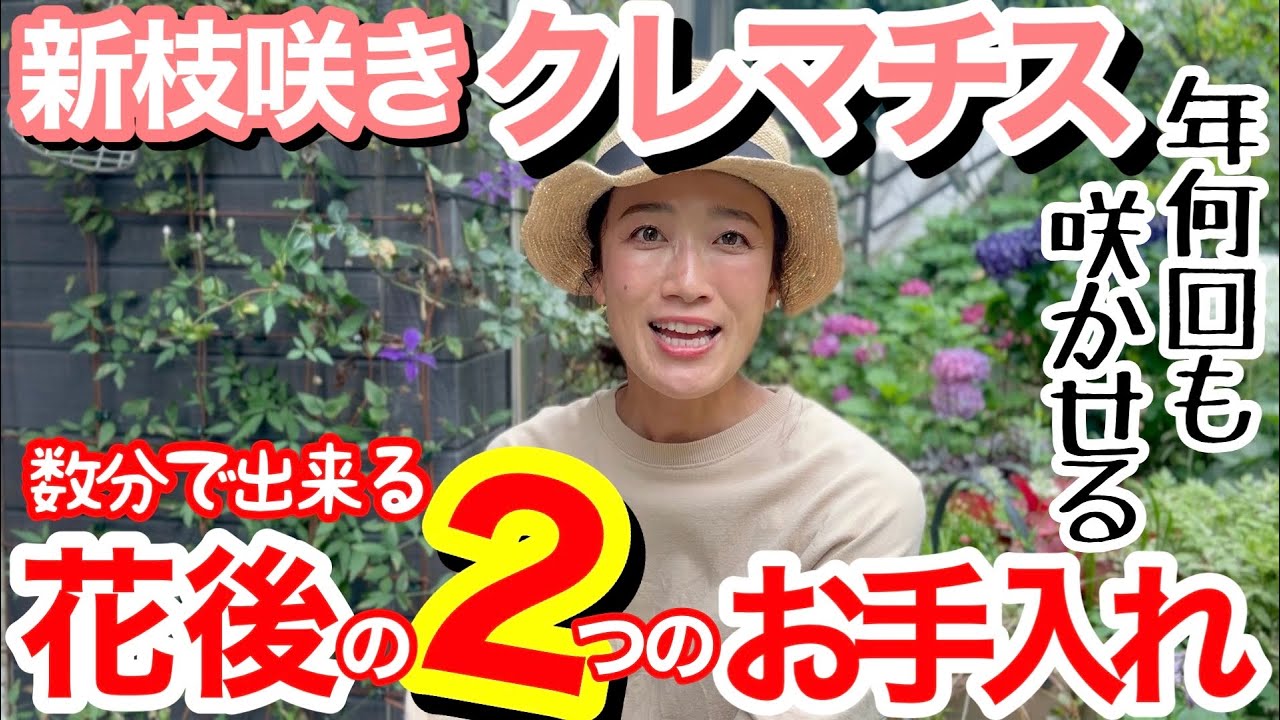 【クレマチス花後作業】新枝咲きクレマチスを年3、4回咲かせるための重要作業2つ✌️/ 数分で出来る作業なら、やらなきゃ損‼️/ 6株を実際にお手入れ/ 幼株を一気に大きくする裏技も実践【ガーデニング】