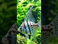 #fish #aquarium #fishtank