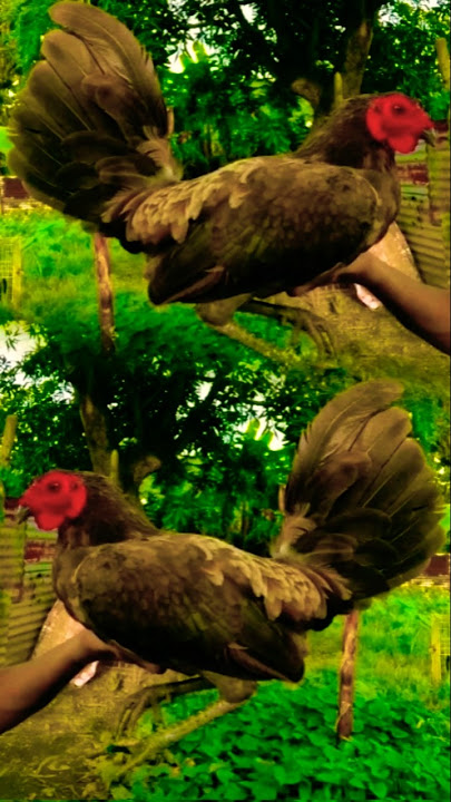 benabae bulto katawan #chicken