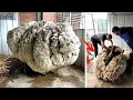 This Sheep Ran Away for 5 Years. Its Discovery Was a Real Surprise That Broke World Record!