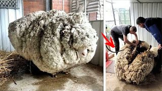 This Sheep Ran Away for 5 Years. Its Discovery Was a Real Surprise That Broke World Record!