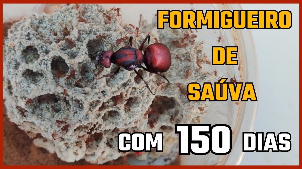 FORMIGUEIRO DE SAÚVA com 150 Dias / Como estão as TANAJURAS e suas colônias. FORMIGUEIRO CASEIRO