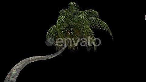 Coconut Palm Tree In Storm | Motion Graphics - Envato elements