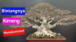 Kelas Bintang Pamnas Lampung Tengah, Bonsai Kimeng Mendominasi