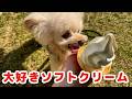 代々木公園内にドトールがオープンしました♪【トイプードル】